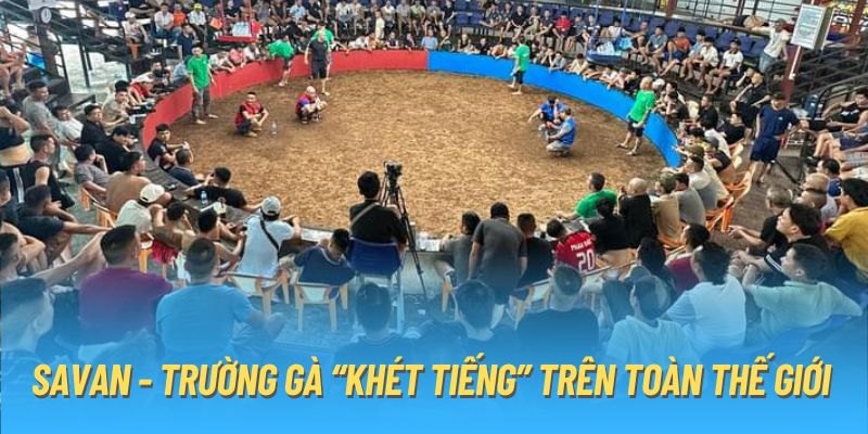 Savan - Trường gà “khét tiếng” trên toàn thế giới