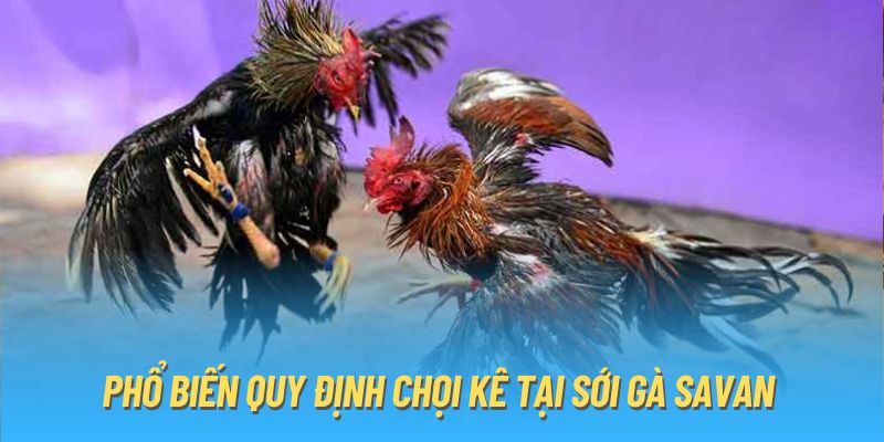 Phổ biến quy định chọi kê tại sới gà Savan