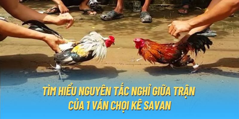 Tìm hiểu nguyên tắc nghỉ giữa trận của 1 ván chọi kê Savan